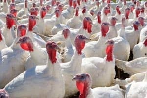 turkey-domestic-cp-00001045