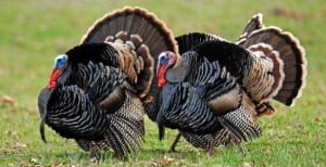 turkeys-wild-cp-00000892022