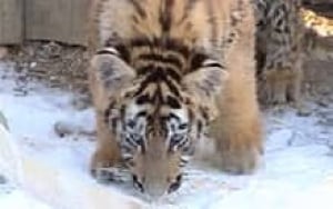 edm-tiger2