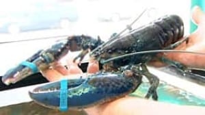 lobster-blue090709