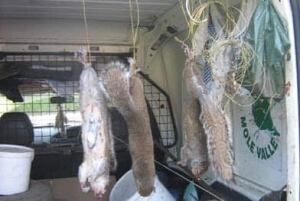 Squirrels-truck-392