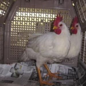 wdr-chickens