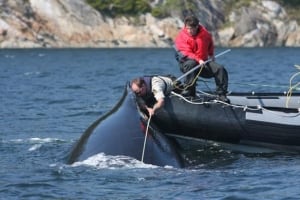 bc-090626-whale-rescue-584