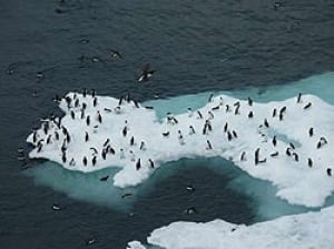 murres-provencher-250