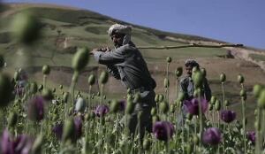 f-afghan-poppy-cp-584