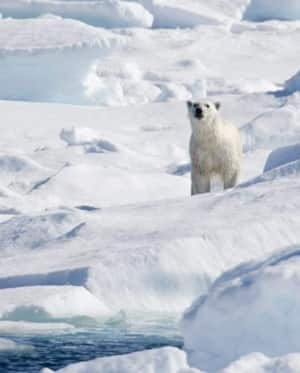 polar-baffin-cp-5212374