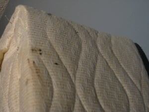 sk-mckenna-bed-bugs090417