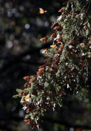 monarchs-306-6326891
