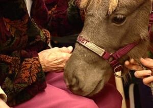 pe-full-senior-hand-horse