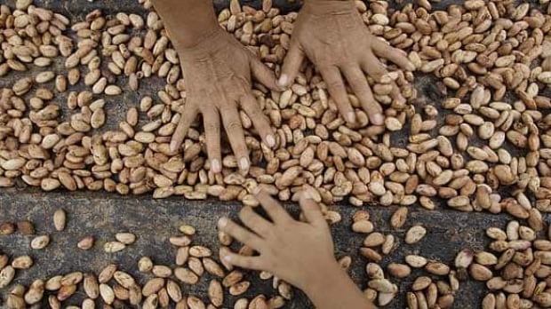 w-cacao-bean-cp-584-5616288