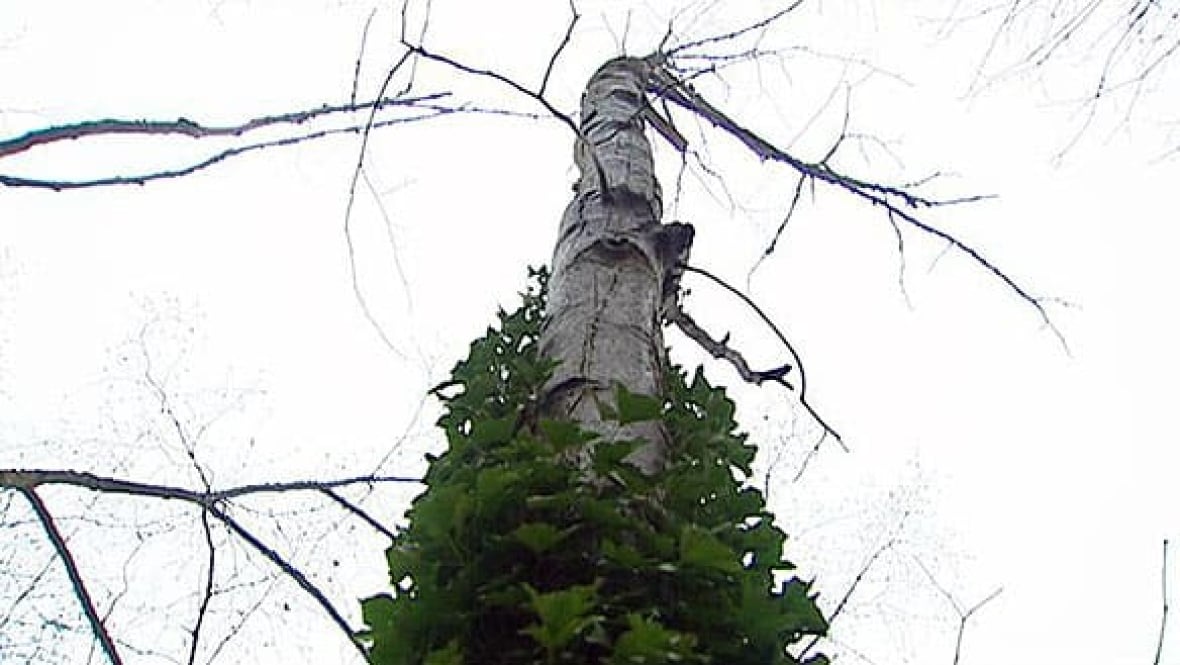 English ivy on a tree