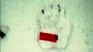 bc-091016-grizzly-paw-print