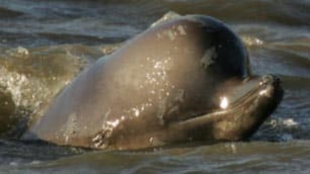 tp-whale-cp-3638035