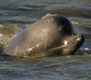 whale-cp-3638035