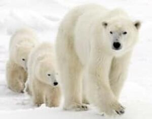 polar-bear-inside-cp-609425