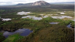 tp-nwt-wetlands-boreal