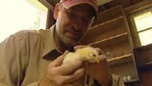 cgy-paul-hughes-chicken