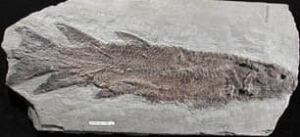 fossil2-306