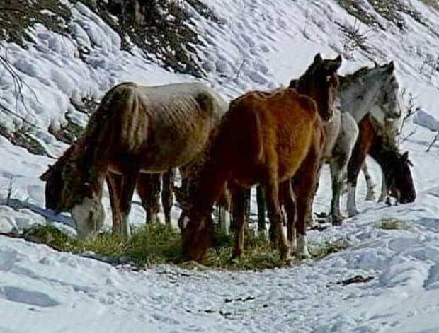 bc-090311-dead-horses5-FULL
