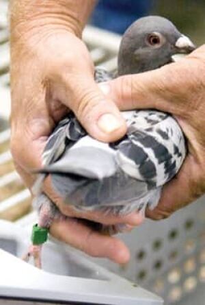 cgy-pigeon-cp-7437898