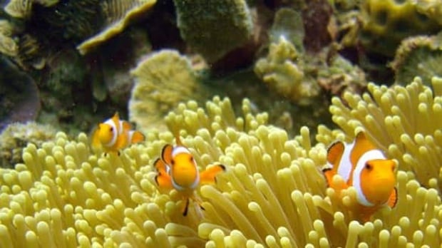 clownfish-cp-w4043426