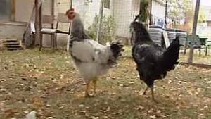 tp-cgy-chickens