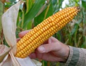 corn-cp-6662174