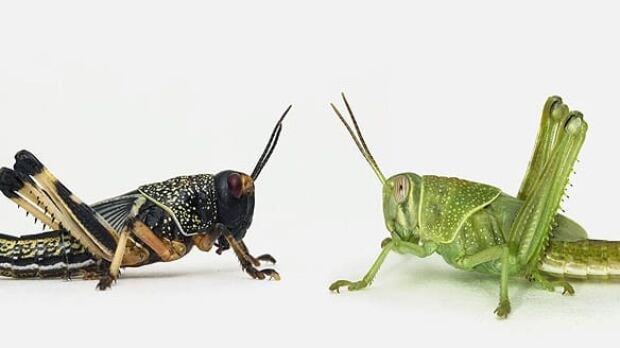 locusts-cp-6168023