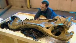 cgy-big-croc-skull