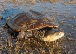 Western-swamp-tortoise-cp-2