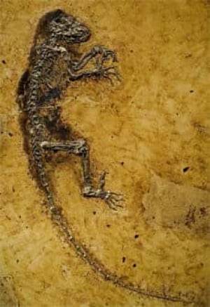 ancient-primate