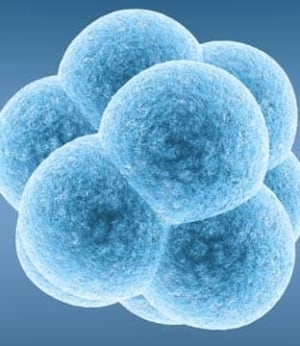 embryo-istock-3049166-312