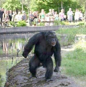 santino-chimp