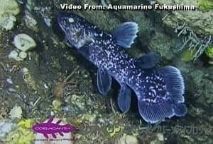 coelacanth-fish-cbc-300