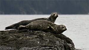 bc-090902-harbour-seals