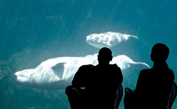 Future of whales in captivity Future of whales in captivity