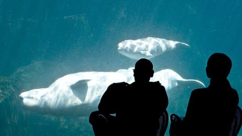 bc-090605-qila-pregnancy-vancouver-aquarium