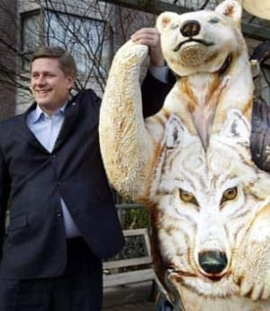harper-bear-572556