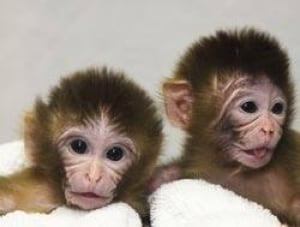 monkeys-dna090826