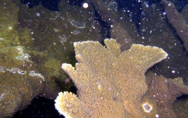 elkhorn-coral-cp-5865326