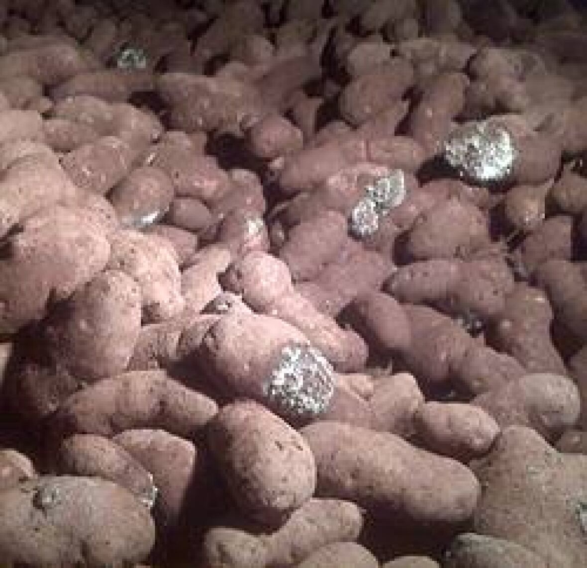 Potato farmers watch for warehouse rot CBC News