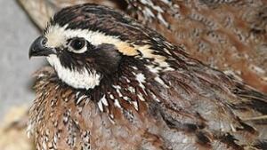 tech-090327-tp-bobwhite-quails