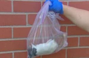 cgy-dead-rat