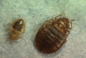 bed-bug-cp-6558017