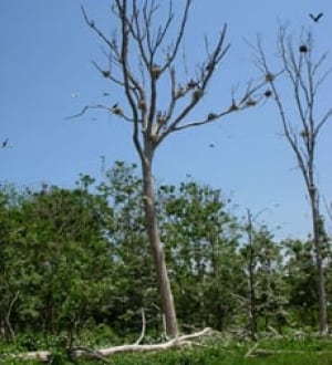 cormormant-tree-220px