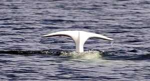 f-belugas-cp-584