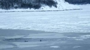nl-dolphin-bay-200902