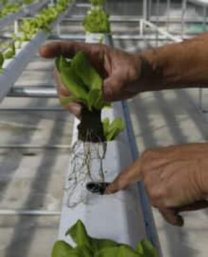 hydroponic-cp-5876415
