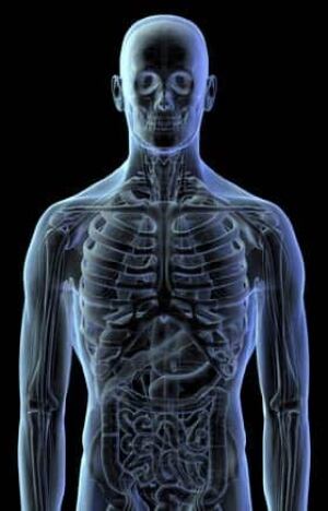 head-torso-018904