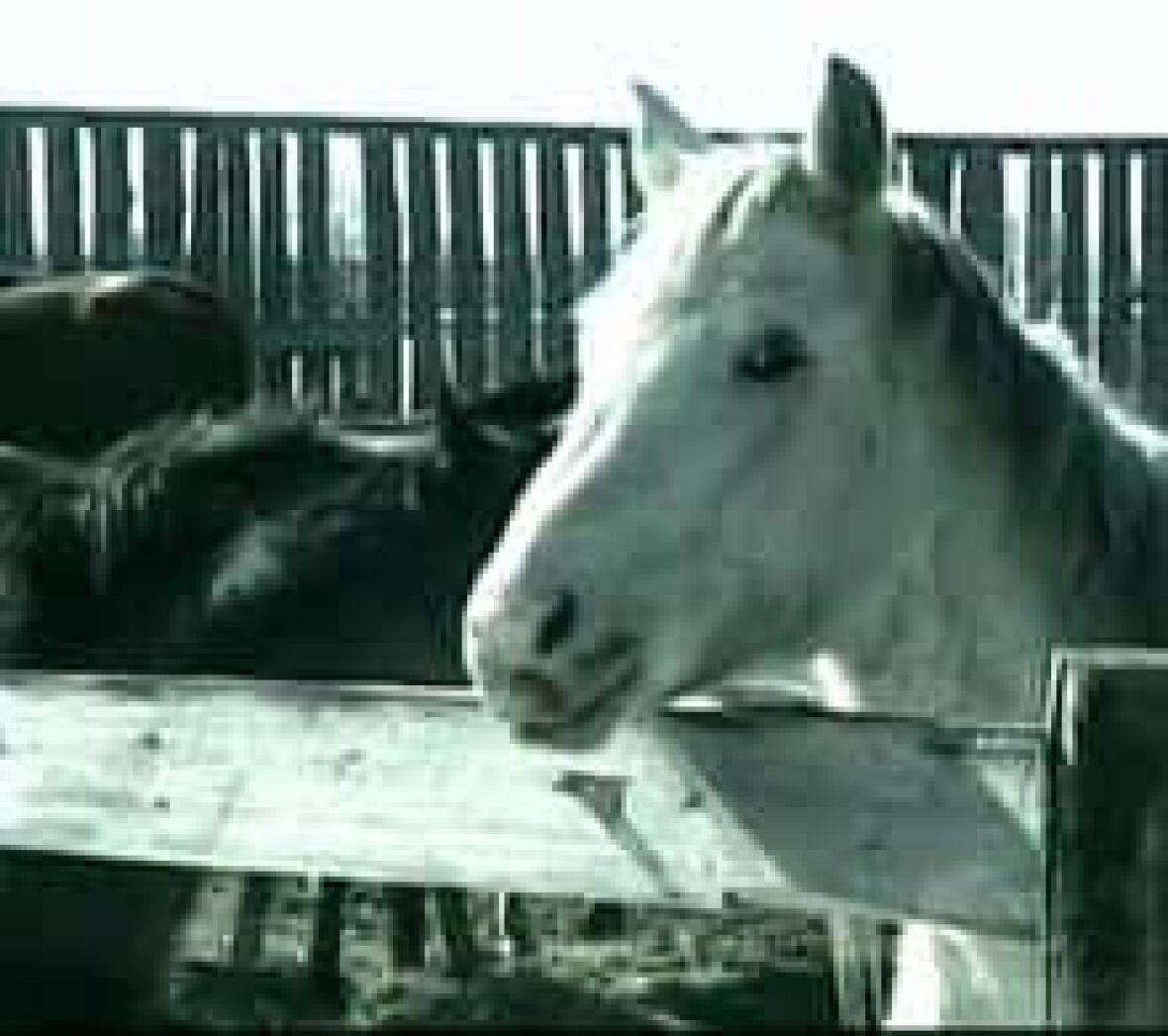 29 horses die of starvation, 101 saved from Alberta ranch CBC News